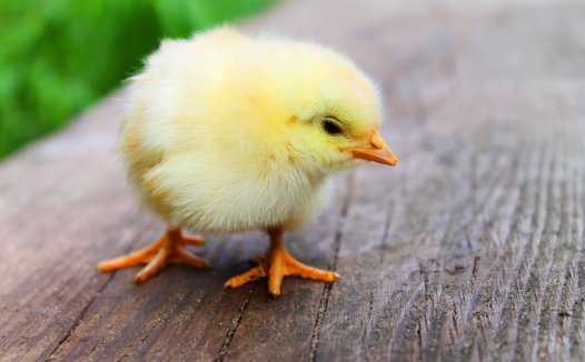 VPS DD 安装 RouterOS CHR